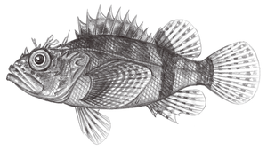 Scorpaenodes kelloggi (克氏小鮋)縮圖