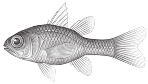 <i>Apogon coccineus </i> (透明紅天竺鯛)系列照片