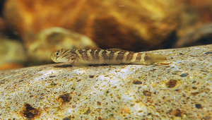 Sicyopterus japonicus (日本瓢鰭鰕虎)-資源代表圖