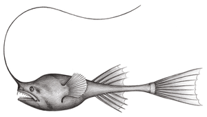Rhynchactis leptonema (細絲吻巨棘鮟鱇)縮圖