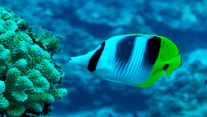 Chaetodon ulietensis (烏利蝴蝶魚)縮圖