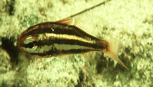 Siphamia tubifer (湯加管天竺鯛)縮圖