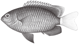 Pomacentrus chrysurus (白尾雀鯛)-資源代表圖