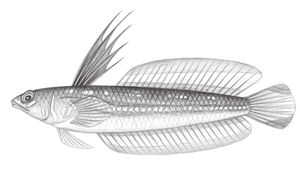 Osopsaron formosensis (臺灣小骨鰧)縮圖