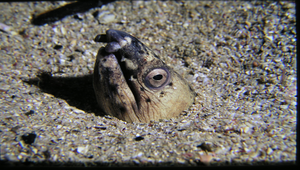 Ophichthus altipennis (高鰭蛇鰻)縮圖