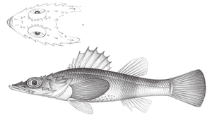 Parabembras curtus (短鯒)縮圖