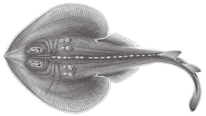 Platyrhina tangi (湯氏黃點鯆)縮圖