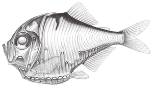 Polyipnus stereope (閃電燭光魚)-資源代表圖