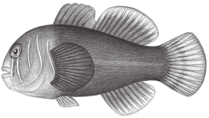 Gobiodon quinquestrigatus (五帶葉鰕虎)-資源代表圖