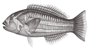 Thalassoma purpureum (紫錦魚)-資源代表圖