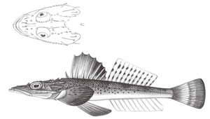 Suggrundus meerdervoortii (大眼牛尾魚)縮圖