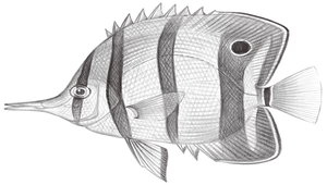 Chelmon rostratus (長吻管嘴魚)縮圖