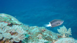 Chromis margaritifer (雙斑光鰓雀鯛)-資源代表圖
