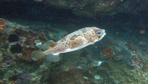 Diodon holocanthus (六斑二齒魨)縮圖