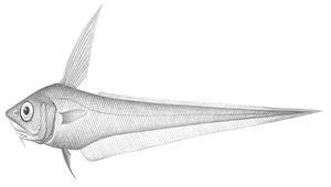 Nezumia spinosa (長棘奈氏鱈)縮圖