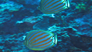 Chaetodon ornatissimus (華麗蝴蝶魚)縮圖