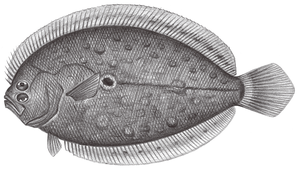 Pseudorhombus cinnamoneus (檸檬斑鮃)-資源代表圖