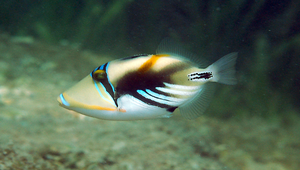 Rhinecanthus aculeatus (尖吻棘魨)縮圖