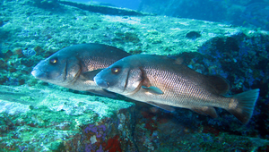 Plectorhinchus gibbosus (駝背胡椒鯛)縮圖