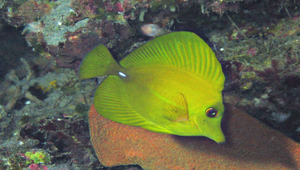 Zebrasoma scopas (小高鰭刺尾鯛)-資源代表圖