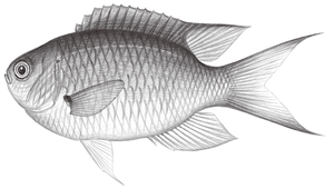 Neopomacentrus azysron (黃尾新雀鯛)-資源代表圖