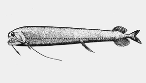 Echiostoma barbatum (單鬚刺巨口魚)縮圖