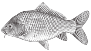 Cyprinus carpio carpio (鯉)-資源代表圖