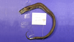 Bathycongrus guttulatus (小斑深海糯鰻)-資源代表圖