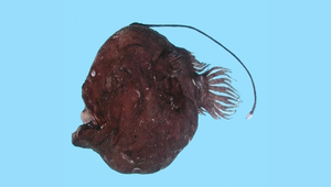 Bufoceratias thele (乳突蟾蜍角鮟鱇)縮圖