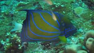 Pomacanthus annularis (環紋蓋刺魚)縮圖