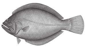 Psettodes erumei (大口鰜)縮圖
