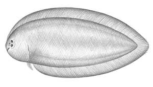 Symphurus strictus (多線無線鰨)縮圖