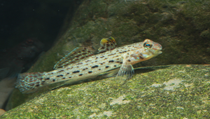 Istigobius ornatus (飾妝銜鰕虎)縮圖