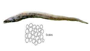 Synaphobranchus brevidorsalis (短背鰭合鰓鰻)縮圖