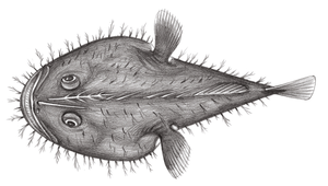 Lophiodes naresi (奈氏擬鮟鱇)-資源代表圖