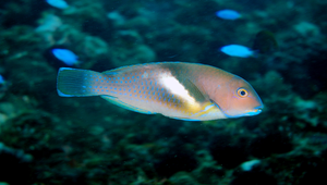 Choerodon azurio (藍豬齒魚)縮圖
