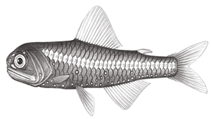 Diaphus coeruleus (藍光眶燈魚)縮圖