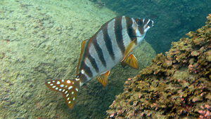 Cheilodactylus zonatus (花尾唇指)縮圖