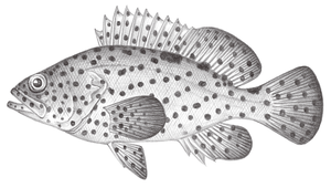 Epinephelus corallicola (黑駁石斑魚)