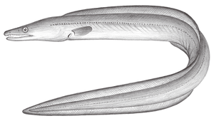 Muraenesox cinereus (灰海鰻)縮圖
