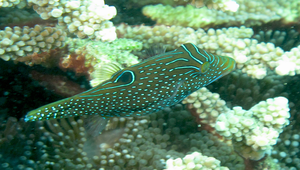 Canthigaster solandri (索氏尖鼻魨)