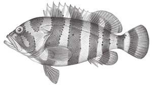 Epinephelus amblycephalus (鑲點石斑魚)-資源代表圖