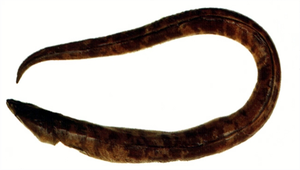 Brachysomophis cirrocheilos (鬚唇短體蛇鰻)縮圖