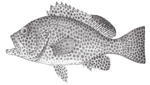 Epinephelus chlorostigma (密點石斑魚)縮圖