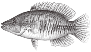 Oxycheilinus celebicus (西里伯斯唇魚)