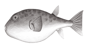 Sphoeroides pachygaster (密溝圓魨)縮圖