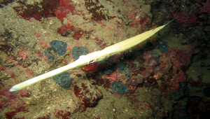 Fistularia petimba (鱗馬鞭魚)縮圖