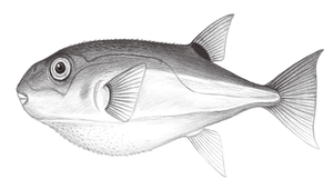 Lagocephalus lunaris (月尾兔頭魨)縮圖