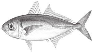 Decapterus kurroides (無斑圓鰺)縮圖