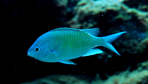 Chromis viridis (藍綠光鰓雀鯛)縮圖